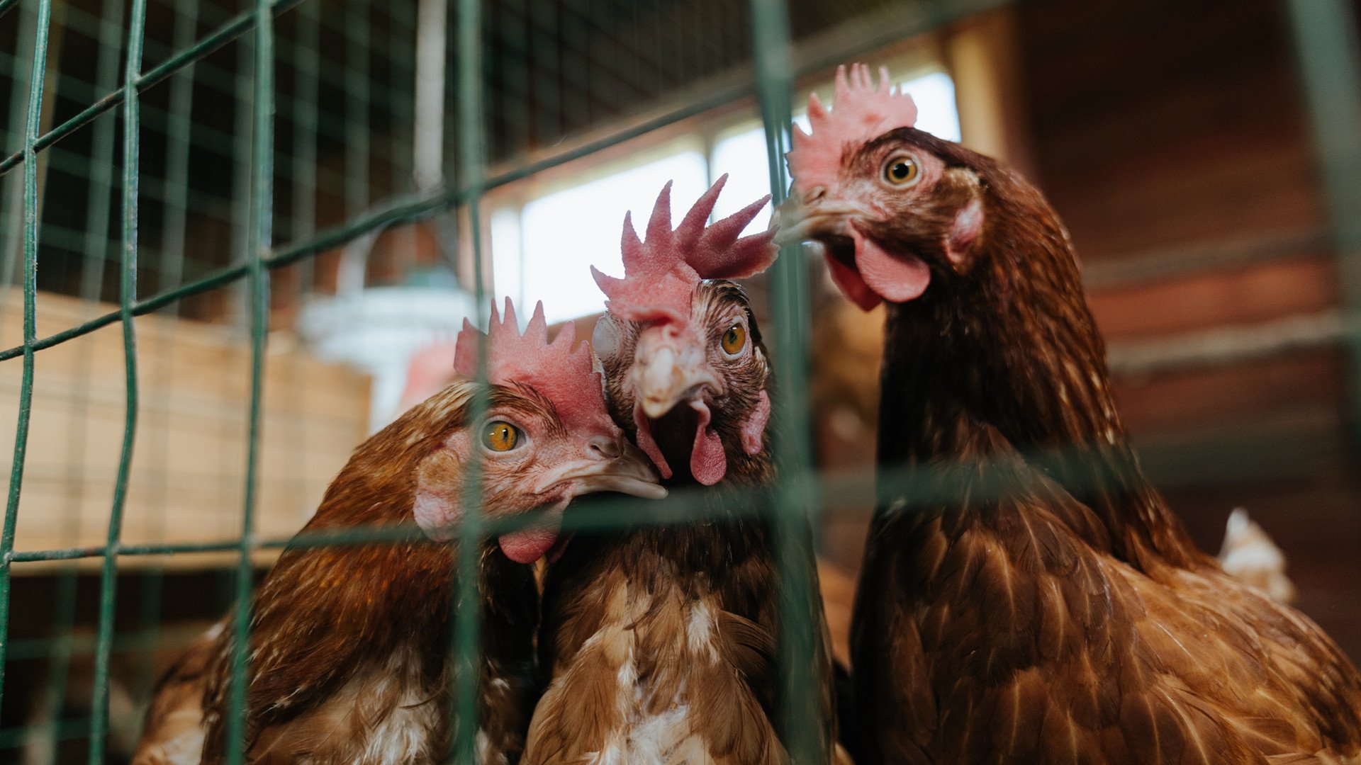 开云电竞-国家队缺乏二线替补深度